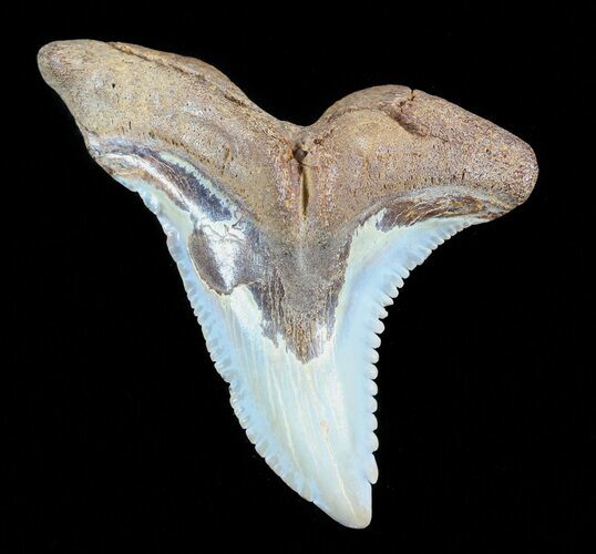 Huge, Hemipristis Shark Tooth Fossil - Virginia #50026